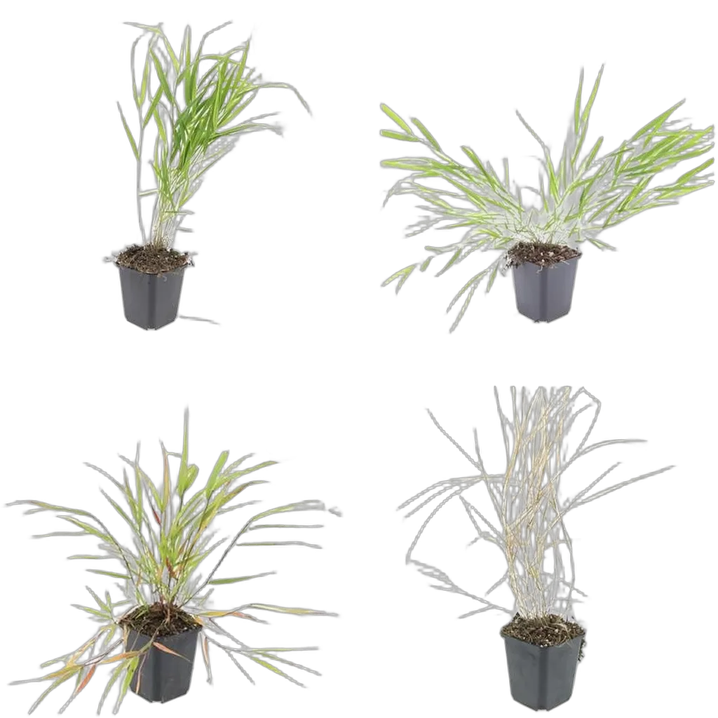 Hakonechloa macra 10-25 cm pot 9 cm 6 stuks - Afbeelding 3