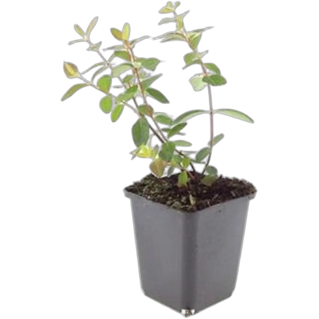 Hypericum dummeri 'Peter Dummer' 10-25 cm pot 9 cm 6 stuks - Afbeelding 2