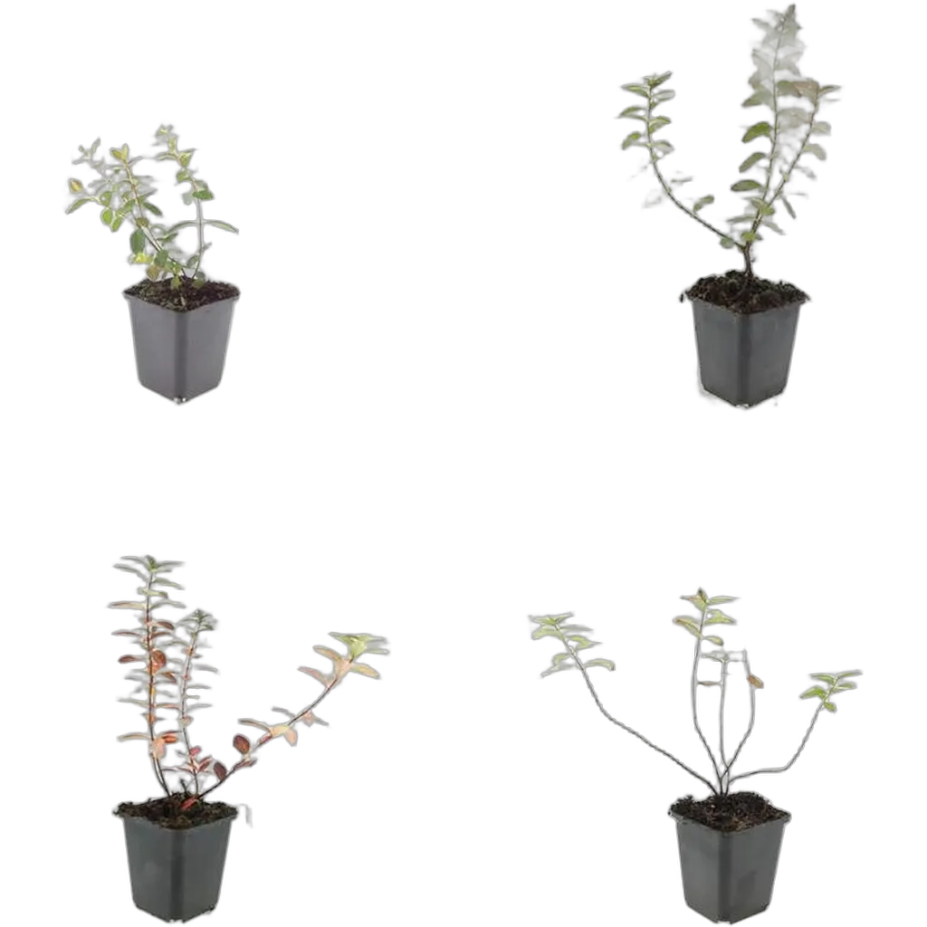 Hypericum dummeri 'Peter Dummer' 10-25 cm pot 9 cm 6 stuks - Afbeelding 3