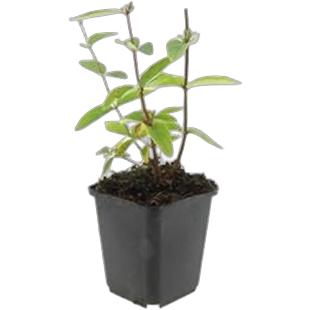 Hypericum inodorum 'Annebel' - ↕10-25cm - Ø9cm - Afbeelding 2