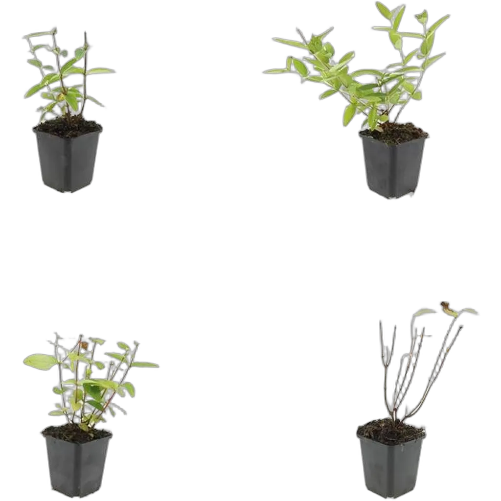 Hypericum inodorum 'Annebel' - ↕10-25cm - Ø9cm - Afbeelding 3