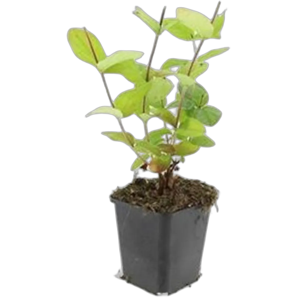 Hypericum inodorum 'Beauty' 10-25 cm pot 9 cm 6 stuks - Afbeelding 2