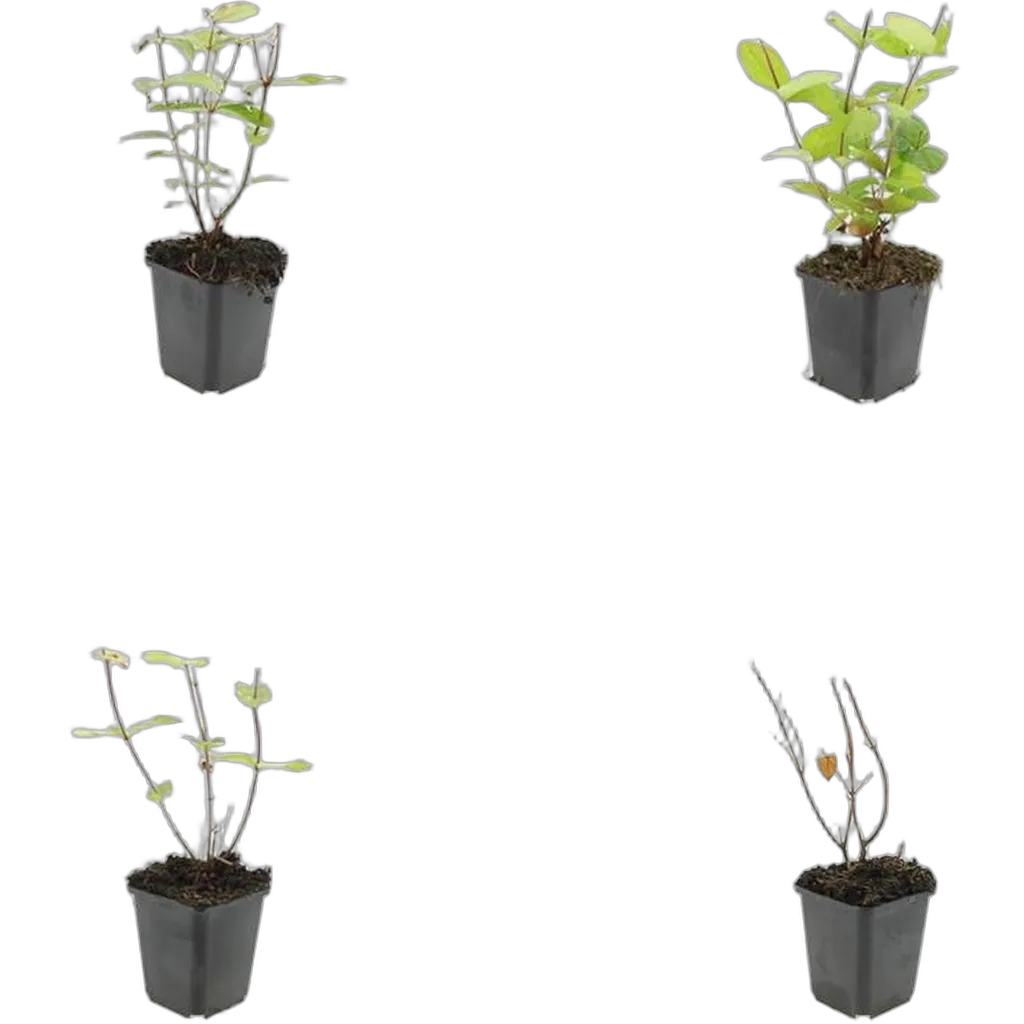 Hypericum inodorum 'Beauty' 10-25 cm pot 9 cm 6 stuks - Afbeelding 3