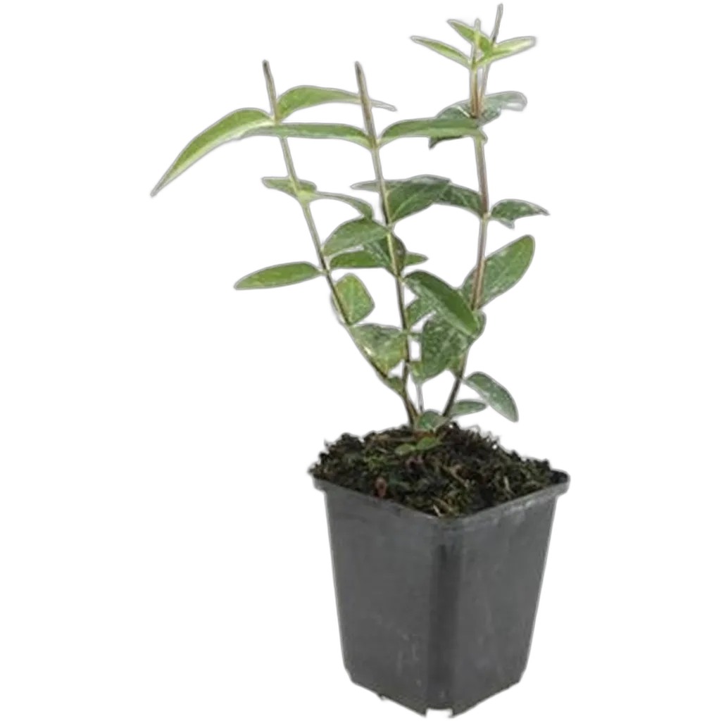 Hypericum inodorum 'Rheingold' 10-25 cm pot 9 cm 6 stuks - Afbeelding 2