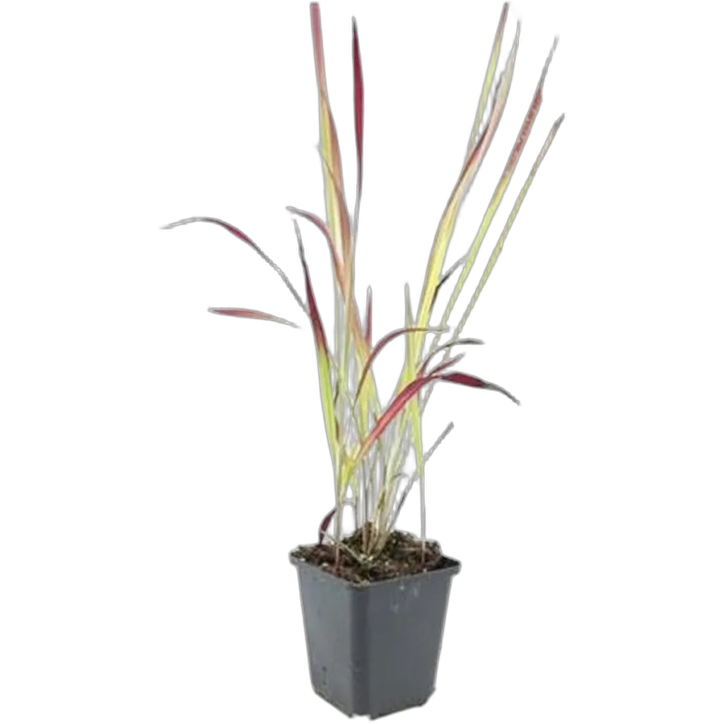 Imperata cylindrica 'Red Baron' 10-25 cm pot 9 cm 6 stuks - Afbeelding 2