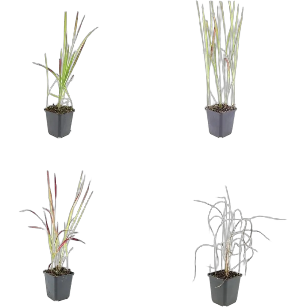 Imperata cylindrica 'Red Baron' 10-25 cm pot 9 cm 6 stuks - Afbeelding 3