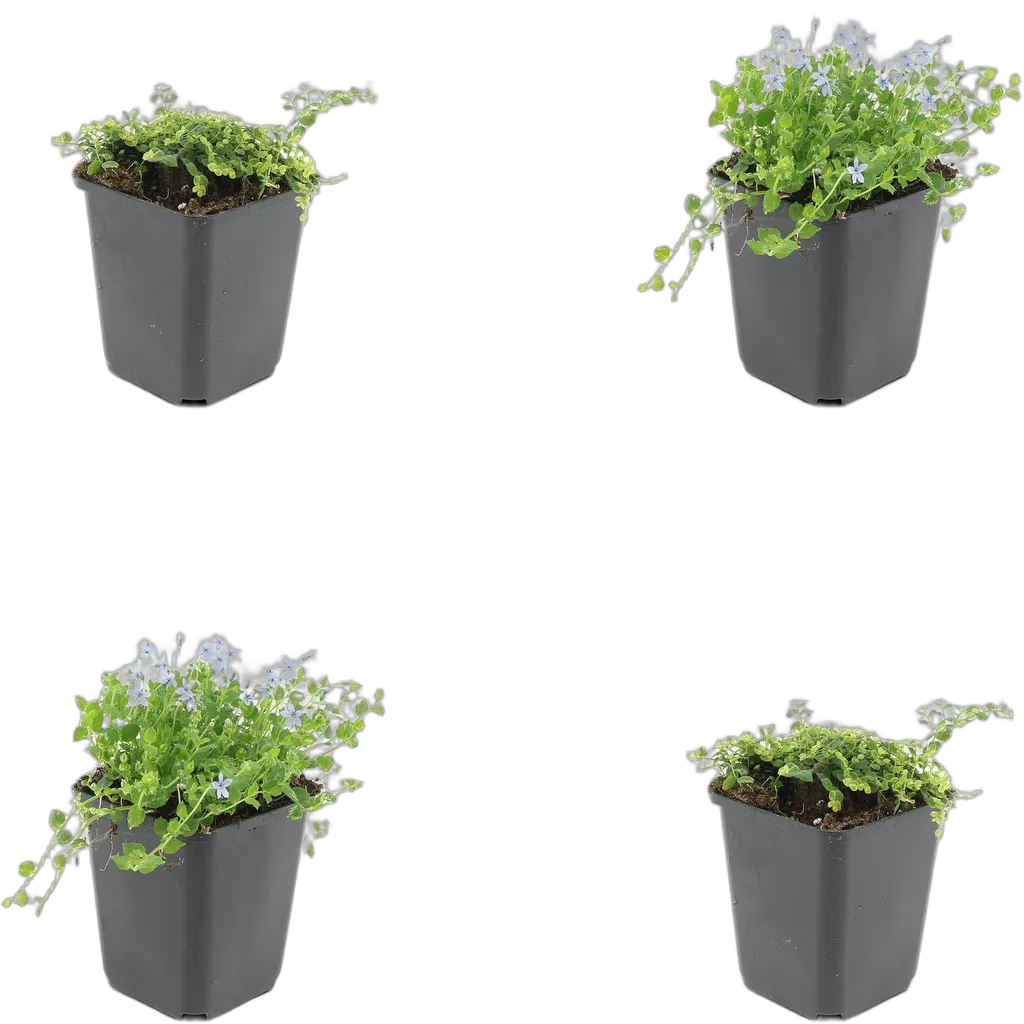 Isotoma fluviatilis 25 cm pot 9 cm 6 stuks - Afbeelding 3