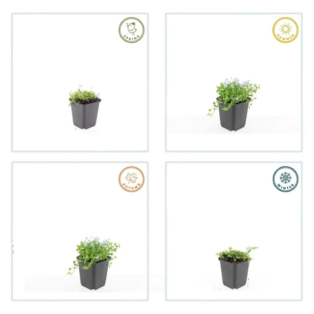 Isotoma fluviatilis 'Alba' 10-25 cm pot 9 cm 6 stuks - Afbeelding 3