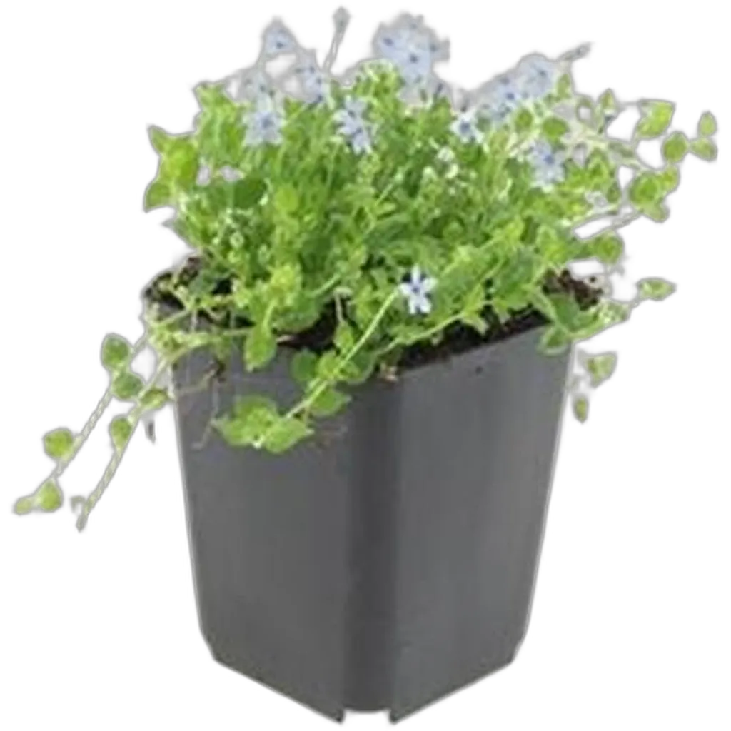 Isotoma fluviatilis 'Alba' 10-25 cm pot 9 cm 6 stuks - Afbeelding 2