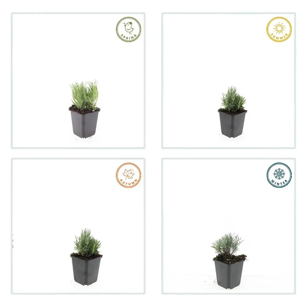 Lavandula angustifolia 'Dwarf Blue' 10-25 cm pot 9 cm 6 stuks - Afbeelding 3