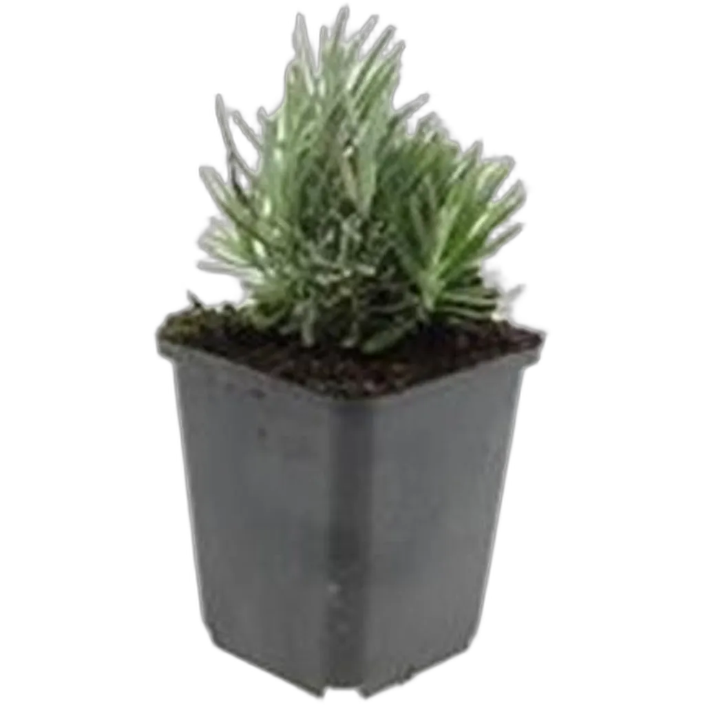 Lavandula angustifolia 'Dwarf Blue' 10-25 cm pot 9 cm 6 stuks - Afbeelding 2