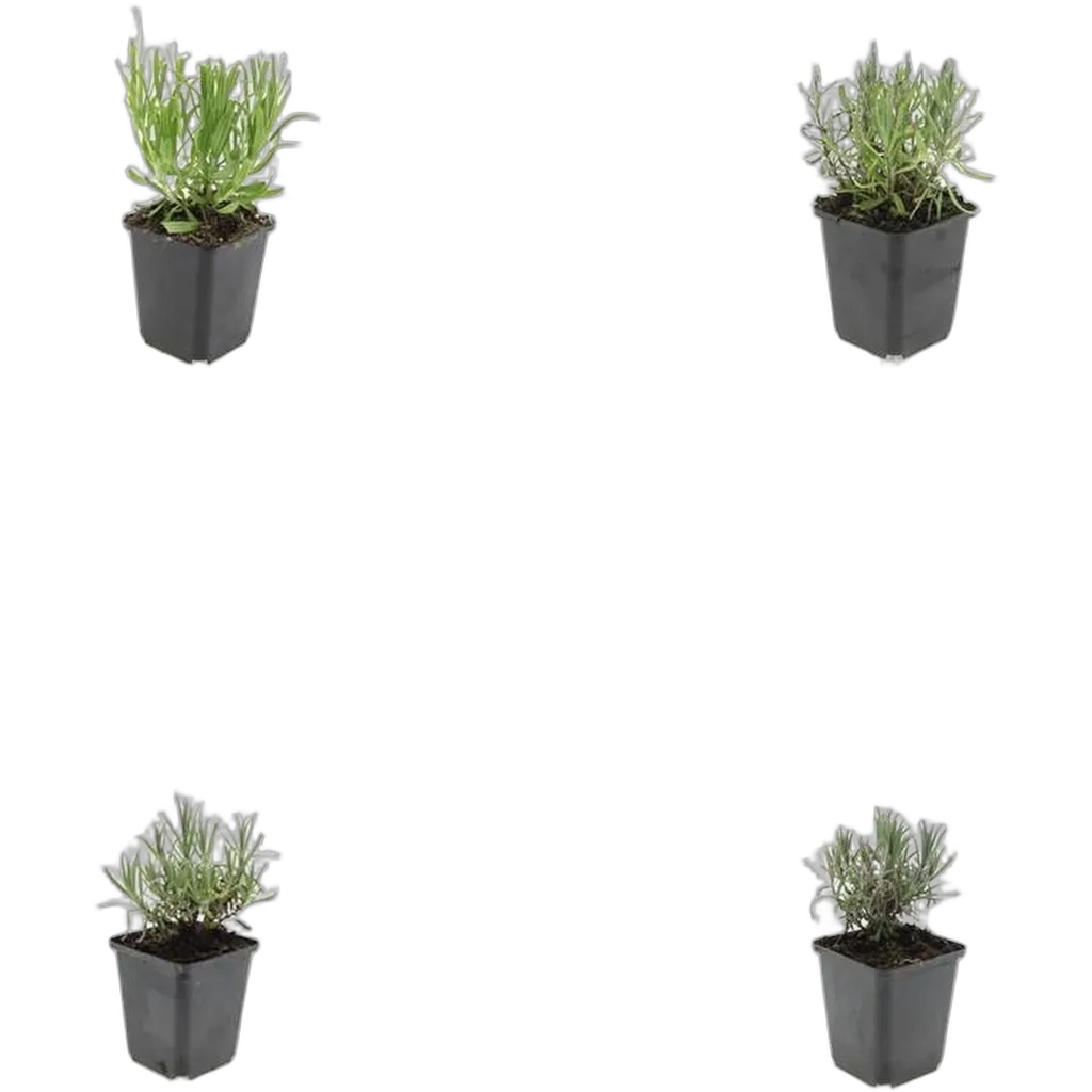 Lavandula angustifolia 'Munstead' 10-25 cm pot 9 cm 6 stuks - Afbeelding 3