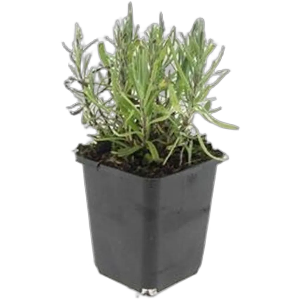Lavandula angustifolia 'Munstead' 10-25 cm pot 9 cm 6 stuks - Afbeelding 2