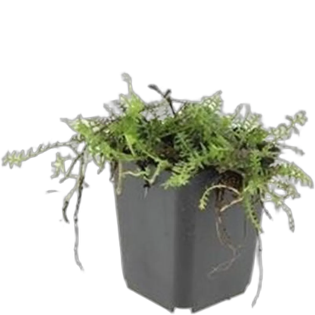 Leptinella squalida 10-25 cm pot 9 cm 6 stuks - Afbeelding 2