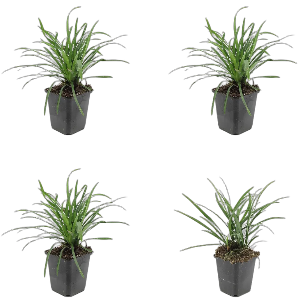 Liriope muscari 'Big Blue' 10 cm pot 9 cm 6 stuks - Afbeelding 3