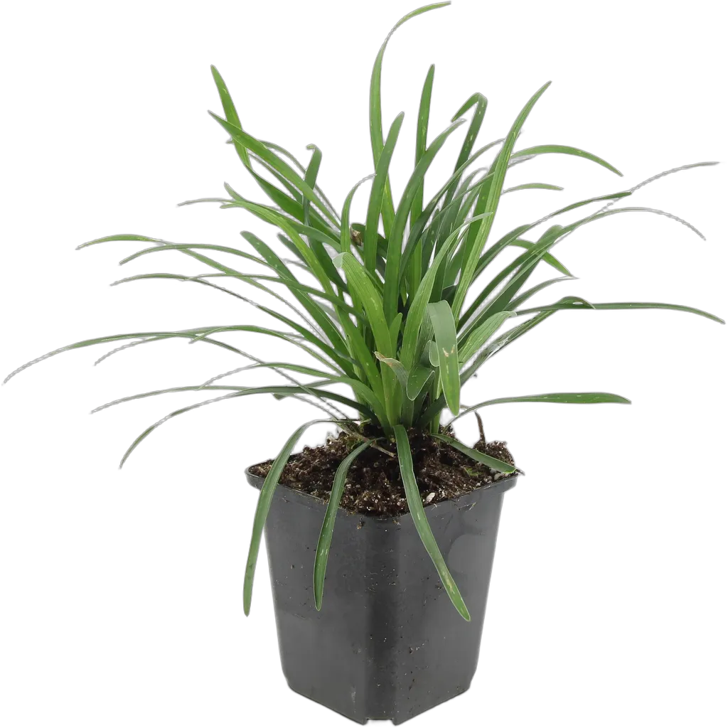 Liriope muscari 'Big Blue' 10 cm pot 9 cm 6 stuks - Afbeelding 2