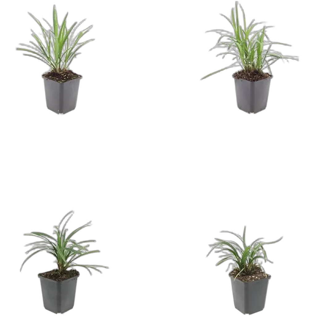 Liriope muscari 'Moneymaker' 10-25 cm pot 9 cm 6 stuks - Afbeelding 3