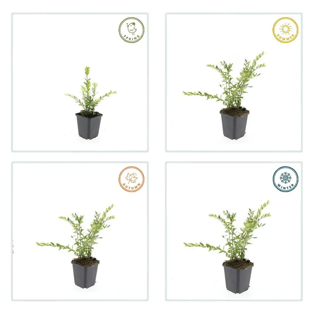 Lonicera pileata 'Purple Pear' 10-25 cm pot 9 cm 6 stuks - Afbeelding 2