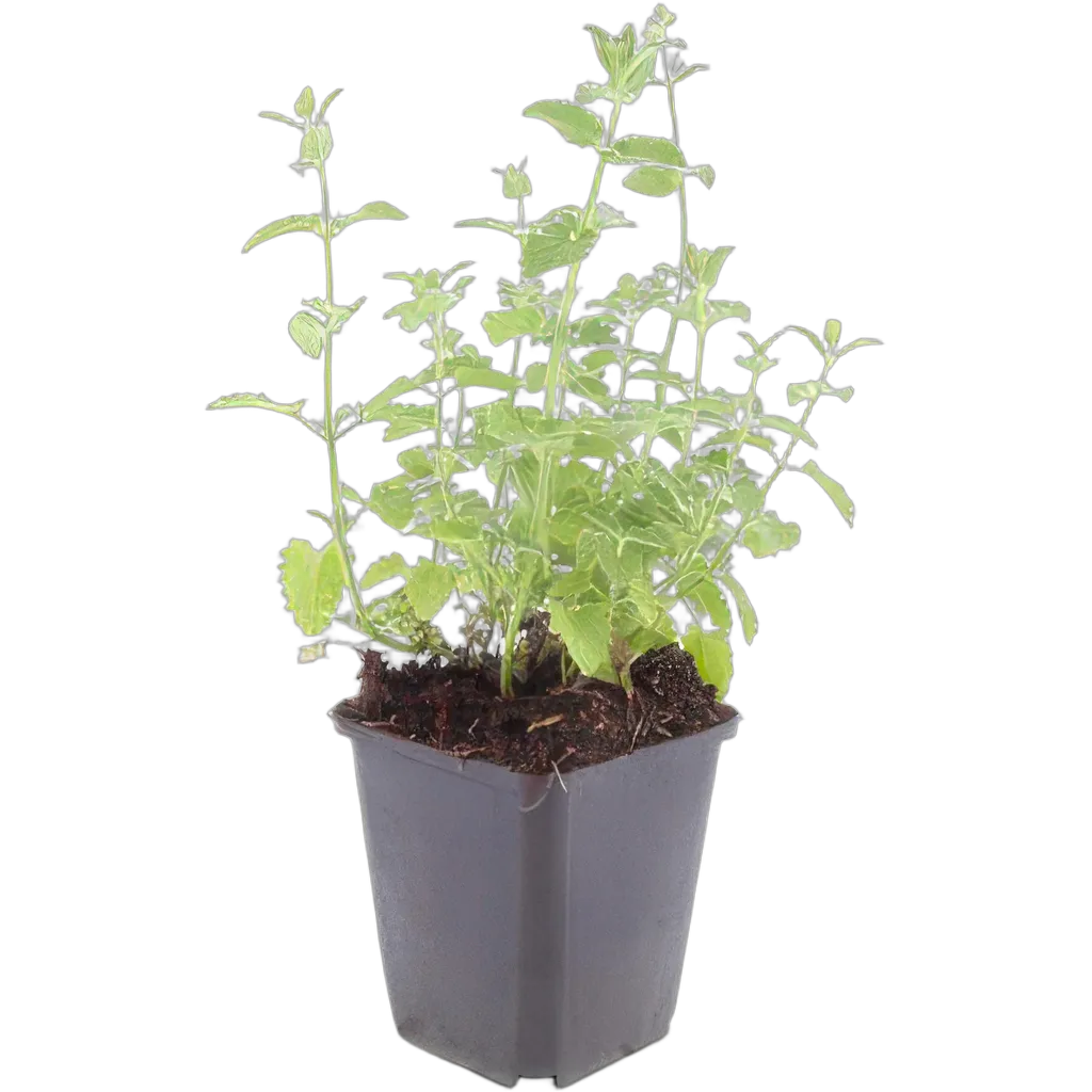 Nepeta faassenii 'Six Hills Giant' 10-25 cm pot 9 cm 6 stuks - Afbeelding 2