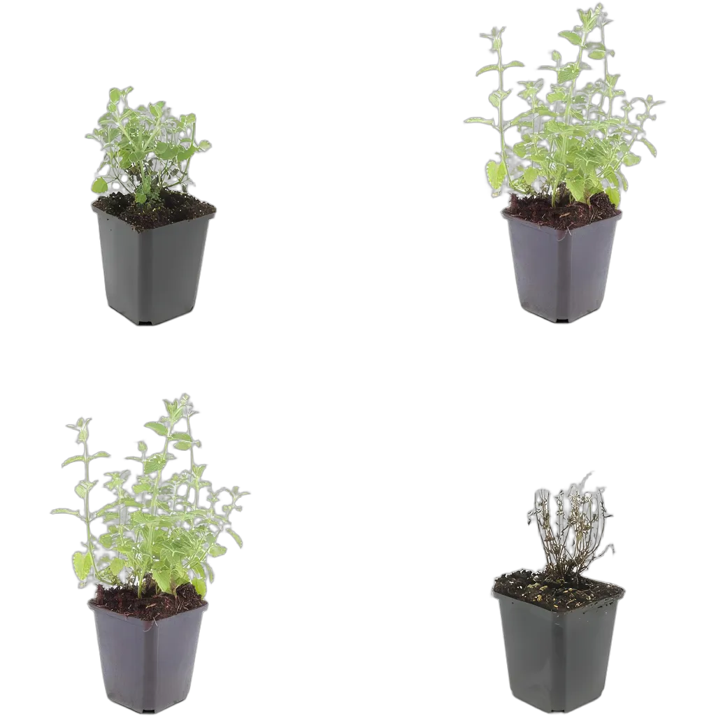 Nepeta faassenii 'Six Hills Giant' 10-25 cm pot 9 cm 6 stuks - Afbeelding 3