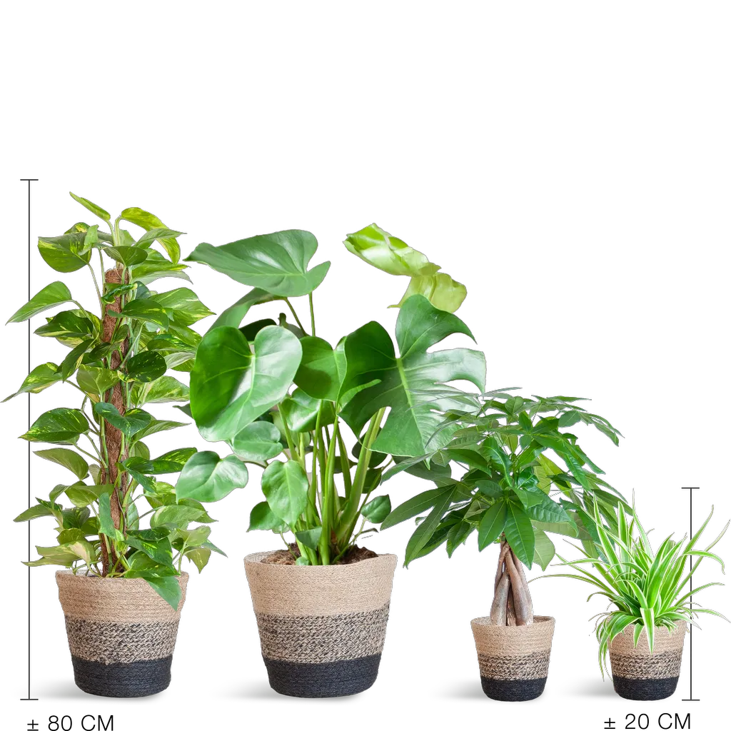 Easy care Plantenbox - medium - met Mand Lissabon zwart - Afbeelding 2