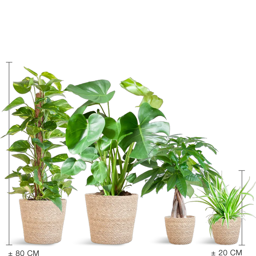 Easy care Plantenbox - medium - met mand Sofia - Afbeelding 2