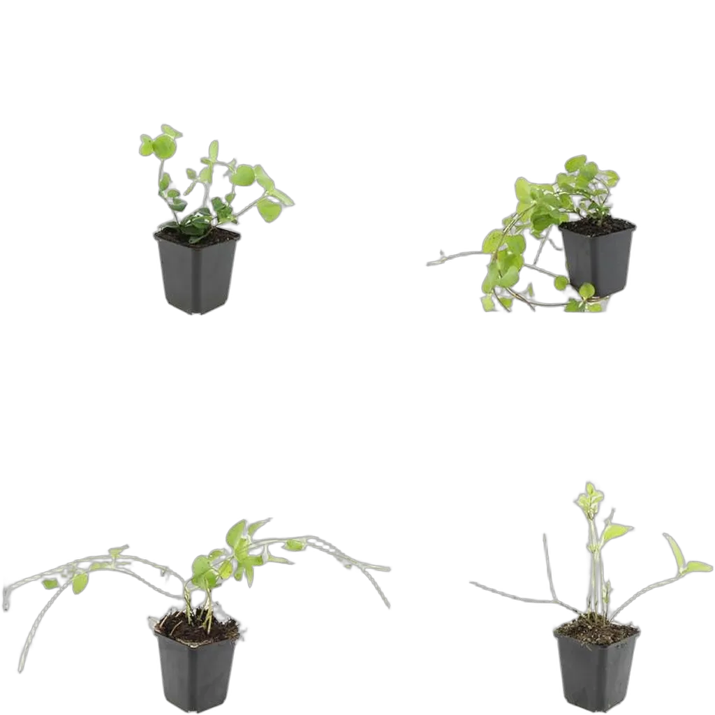 Vinca major 10-25 cm pot 9 cm 6 stuks - Afbeelding 3