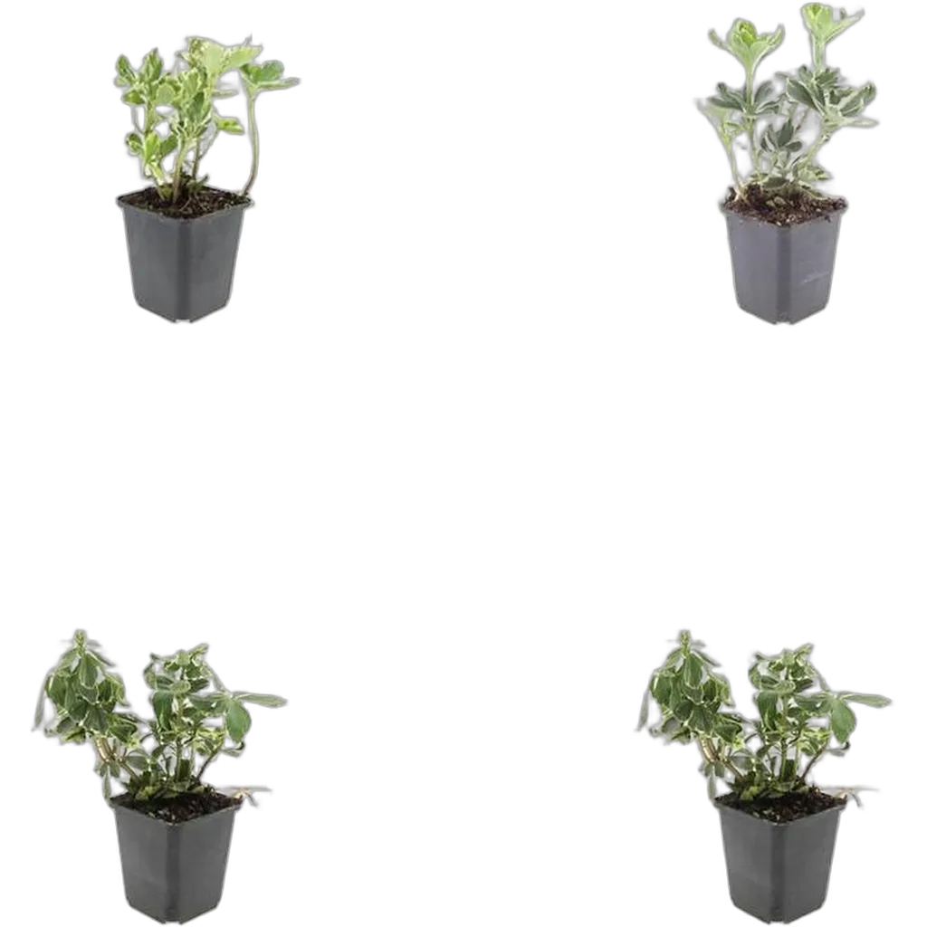 Pachysandra terminalis 'Variegata' 10-25 cm pot 9 cm 6 stuks - Afbeelding 3