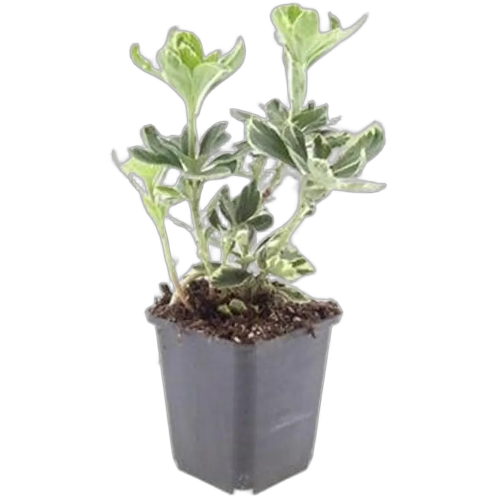 Pachysandra terminalis 'Variegata' 10-25 cm pot 9 cm 6 stuks - Afbeelding 2