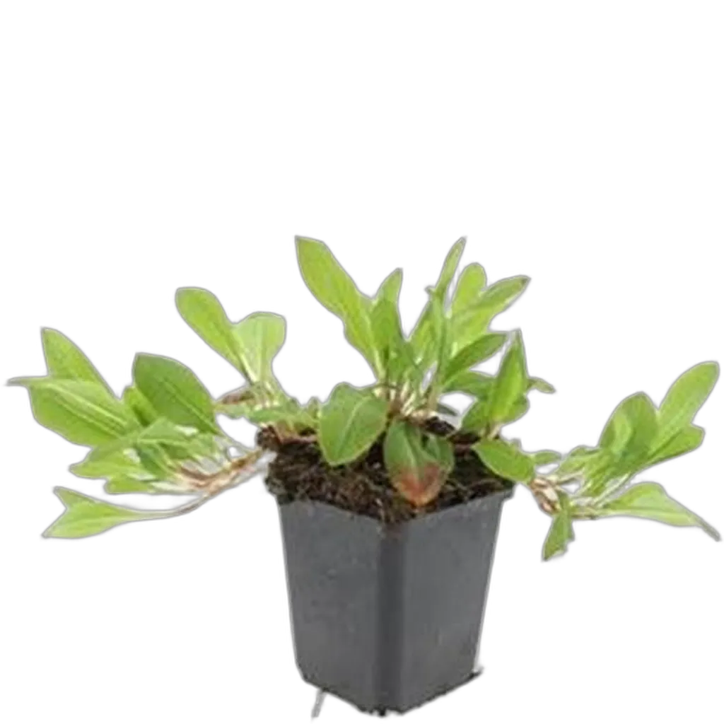 Persicaria affinis 'Darjeeling Red' 10-25 cm pot 9 cm 6 stuks - Afbeelding 2