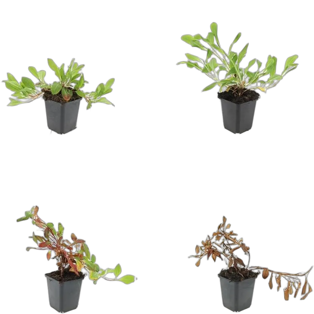 Persicaria affinis 'Darjeeling Red' 10-25 cm pot 9 cm 6 stuks - Afbeelding 3