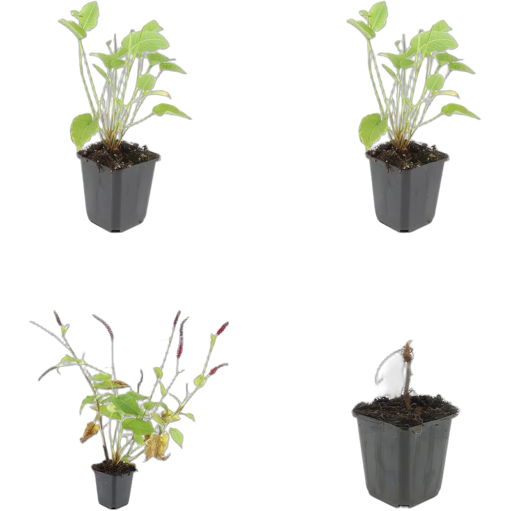 Persicaria amplexicaulis - ↕10-25cm - Ø9cm - Afbeelding 3