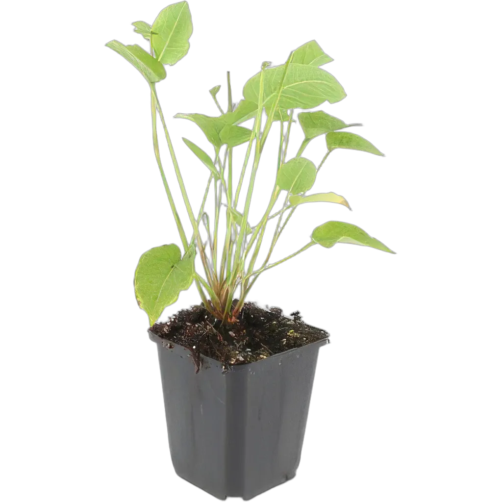 Persicaria amplexicaulis - ↕10-25cm - Ø9cm - Afbeelding 2