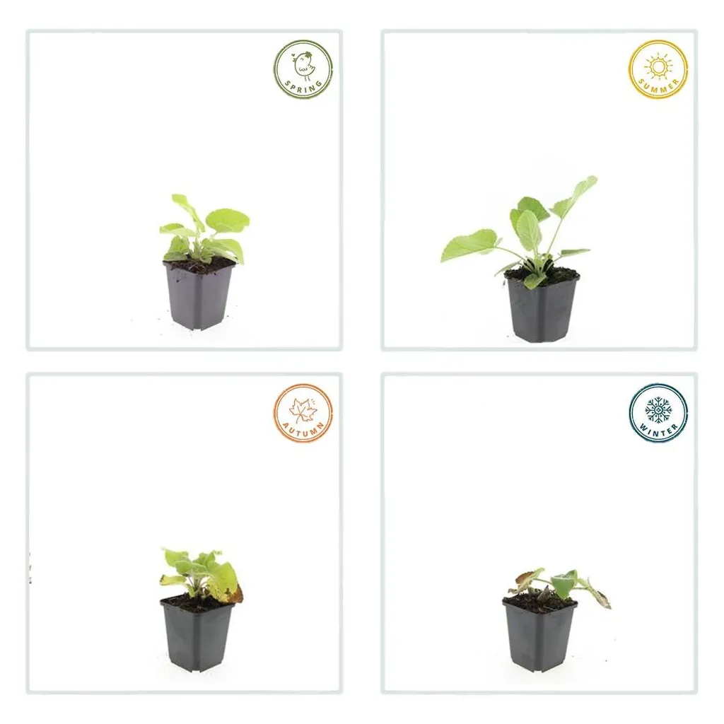 Phlomis russeliana 10-25 cm pot 9 cm 6 stuks - Afbeelding 3