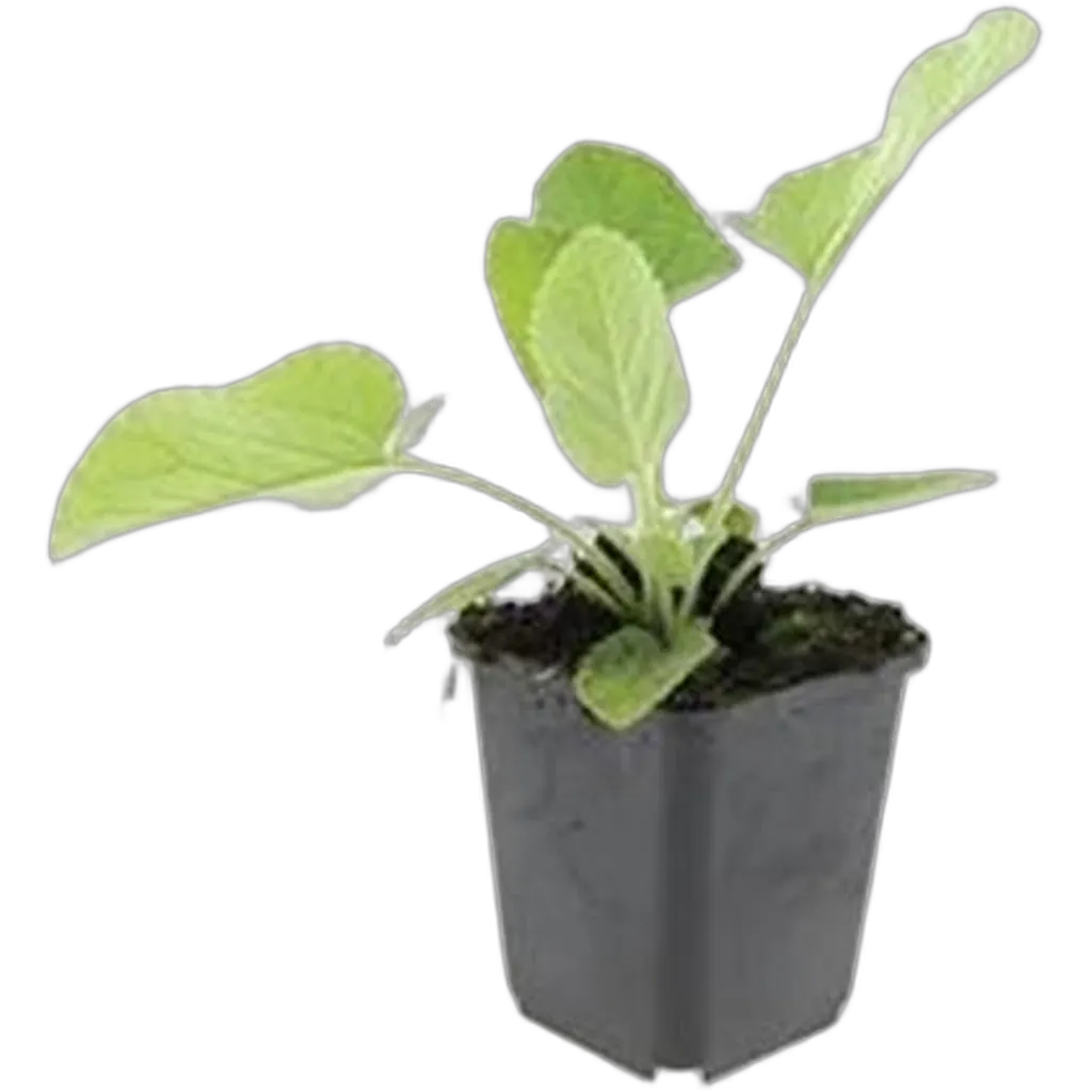 Phlomis russeliana 10-25 cm pot 9 cm 6 stuks - Afbeelding 2