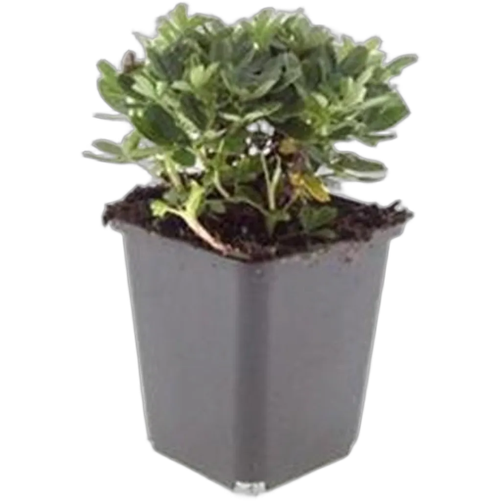 Potentilla tridentata 'Nuuk' 10-25 cm pot 9 cm 6 stuks - Afbeelding 2