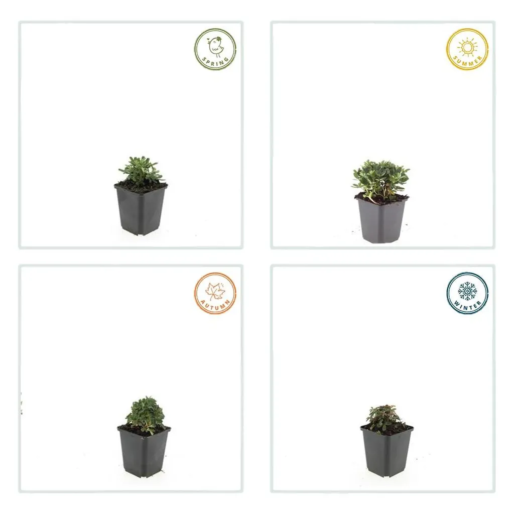 Potentilla tridentata 'Nuuk' 10-25 cm pot 9 cm 6 stuks - Afbeelding 3