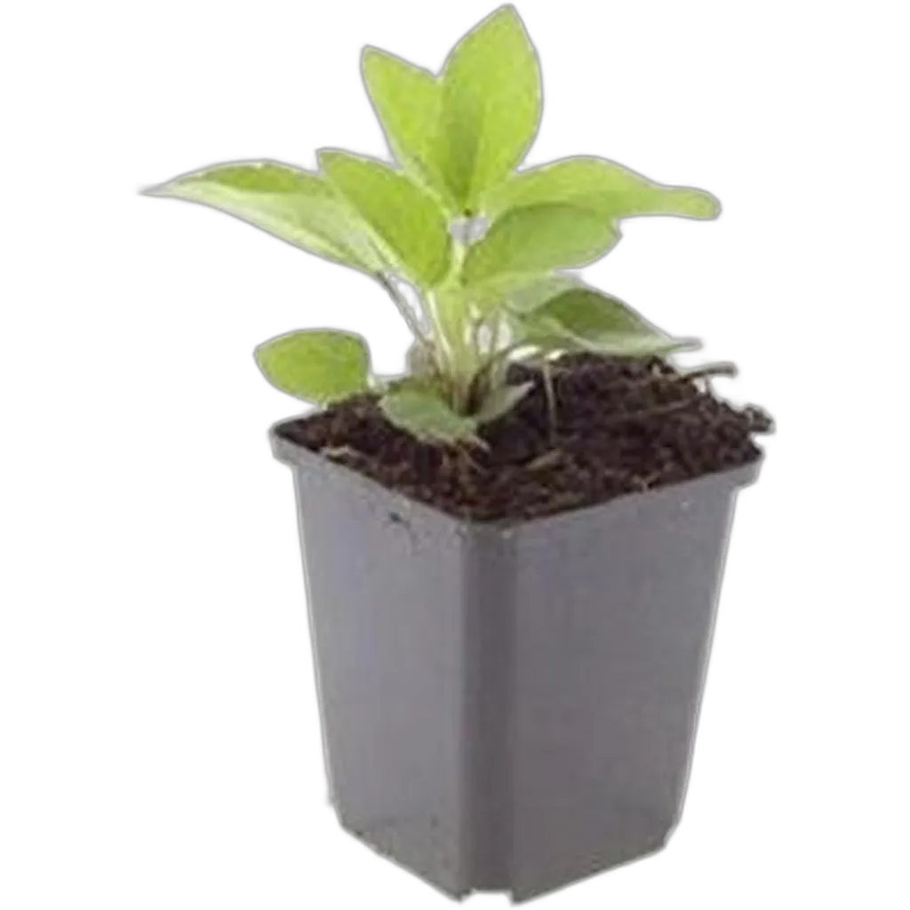 Rudbeckia fulgida 'Goldsturm' 10-25 cm pot 9 cm 6 stuks - Afbeelding 2