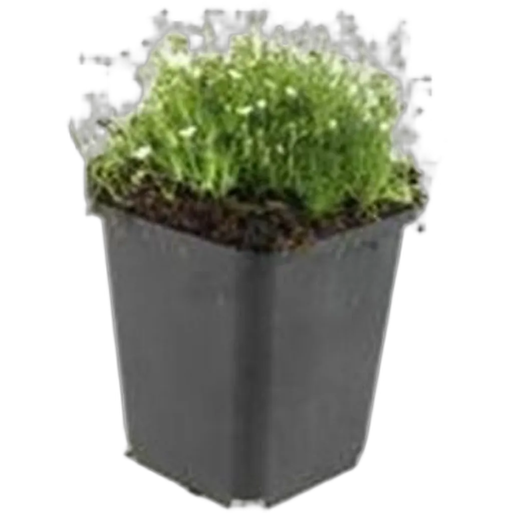 Sagina subulata 10-25 cm pot 9 cm 6 stuks - Afbeelding 2