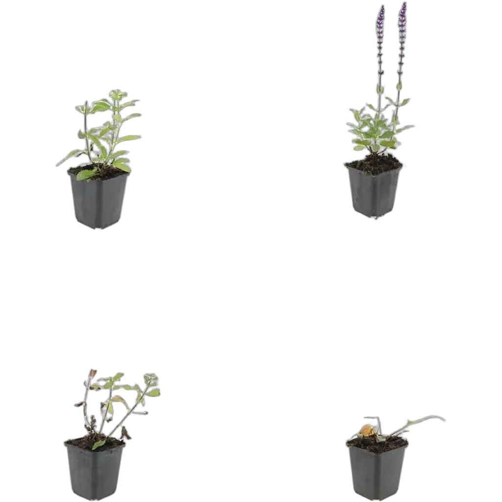 Salvia nemorosa 'Caradonna' 10-25 cm pot 9 cm 6 stuks - Afbeelding 3