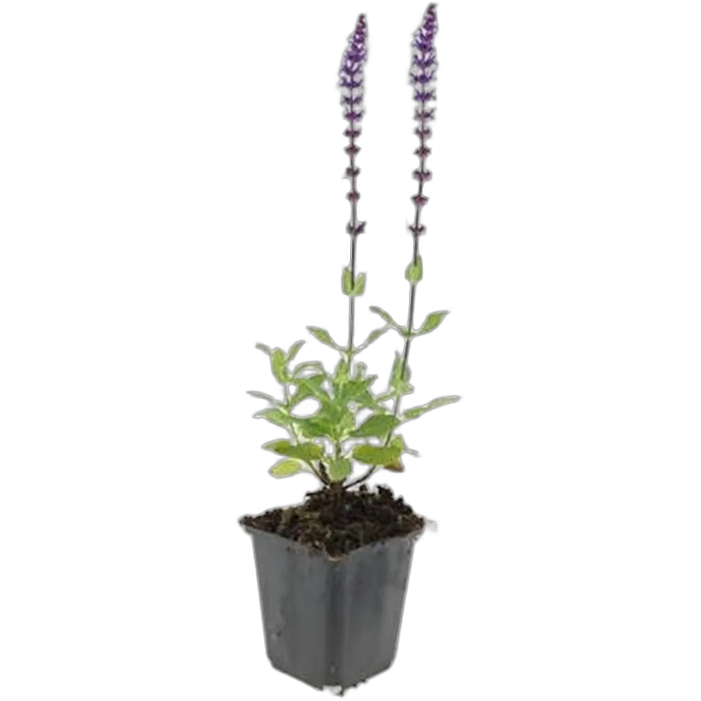 Salvia nemorosa 'Caradonna' 10-25 cm pot 9 cm 6 stuks - Afbeelding 2