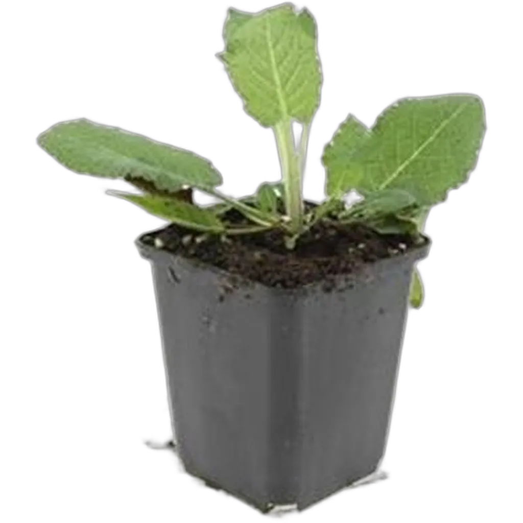 Salvia nemorosa 'Mainacht' 10-25 cm pot 9 cm 6 stuks - Afbeelding 2