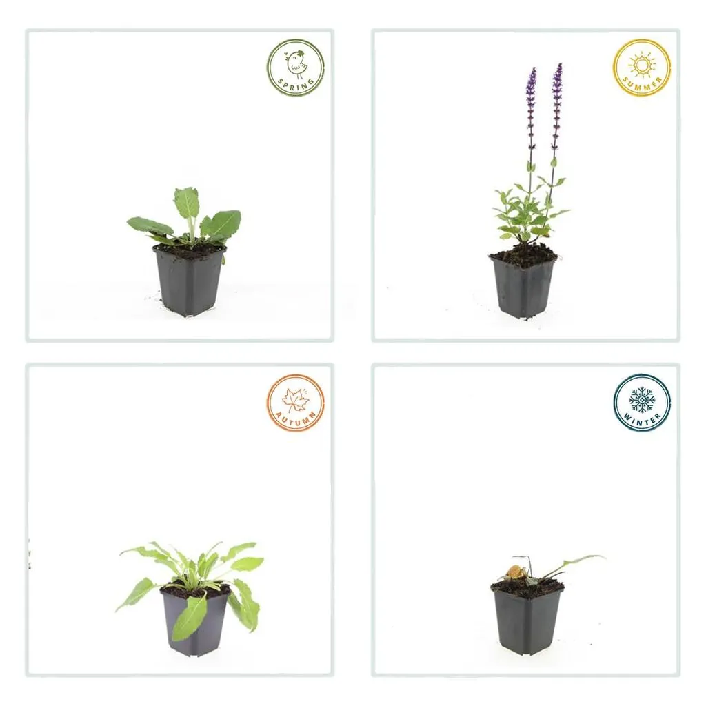 Salvia nemorosa 'Mainacht' 10-25 cm pot 9 cm 6 stuks - Afbeelding 3