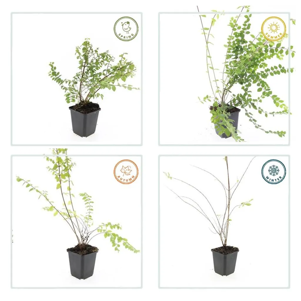 Symphoricarpos chenaultii 'Hancock' 10-25 cm pot 9 cm 6 stuks - Afbeelding 3