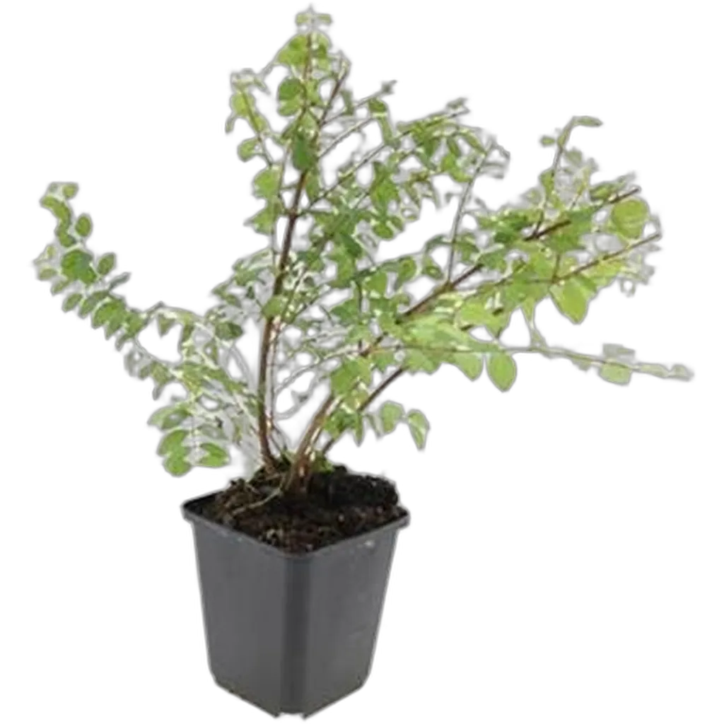 Symphoricarpos chenaultii 'Hancock' 10-25 cm pot 9 cm 6 stuks - Afbeelding 2