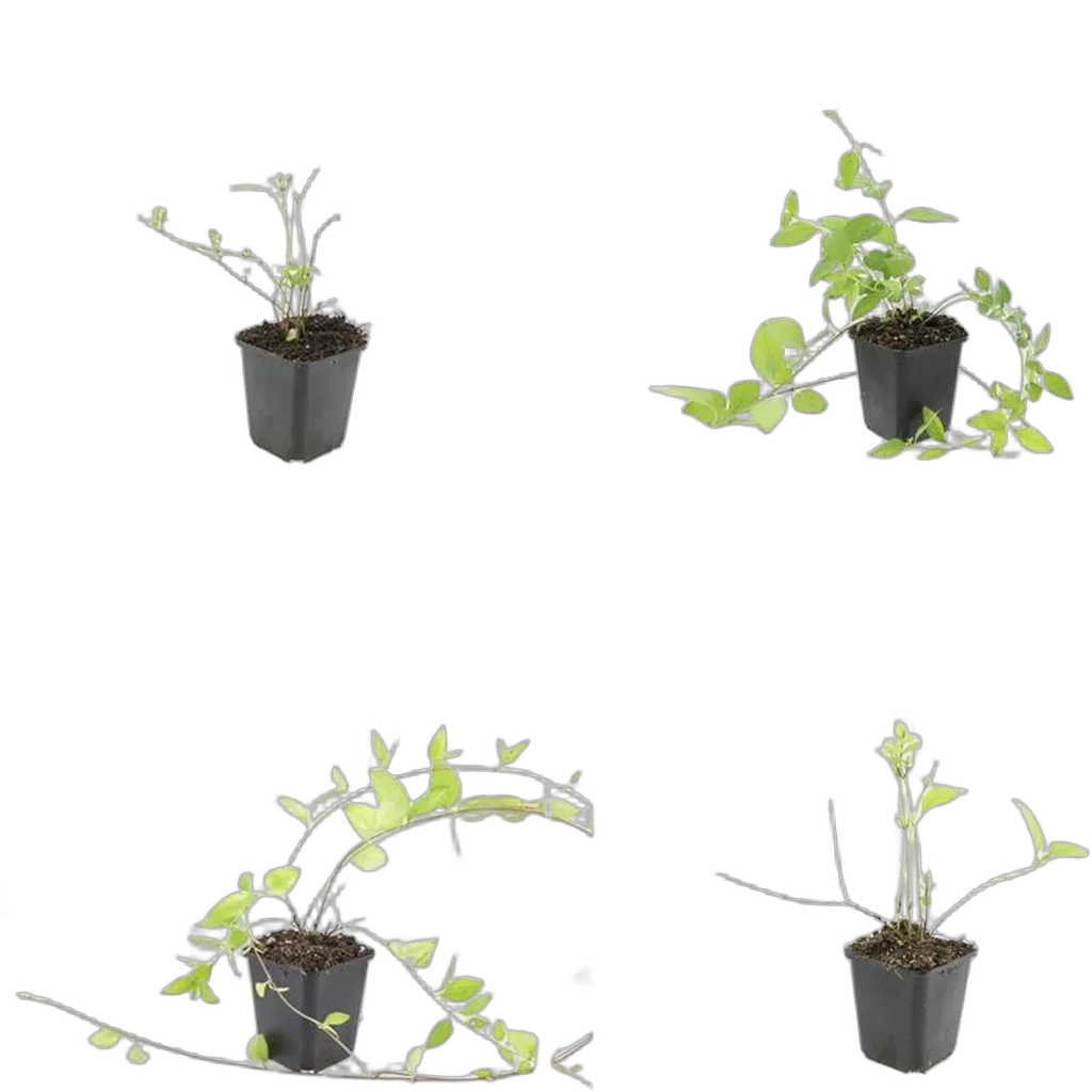 Vinca major 'Alba' 10-25 cm pot 9 cm 6 stuks - Afbeelding 3