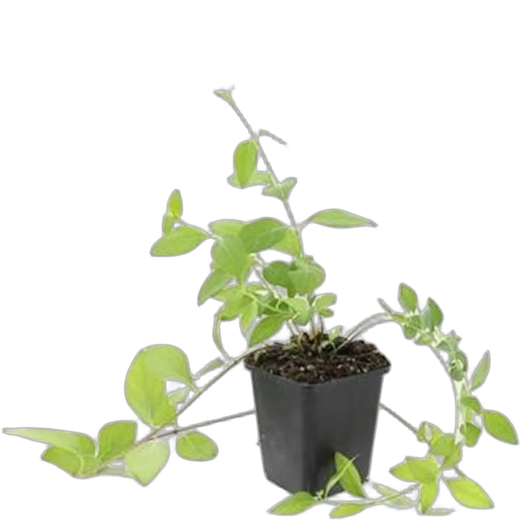 Vinca major 'Alba' 10-25 cm pot 9 cm 6 stuks - Afbeelding 2