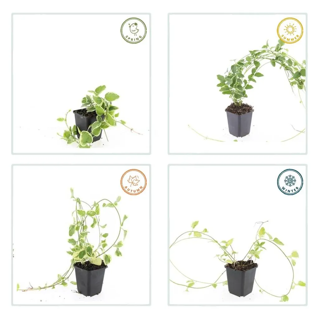 Vinca major 'Variegata' 10-25 cm pot 9 cm 6 stuks - Afbeelding 3