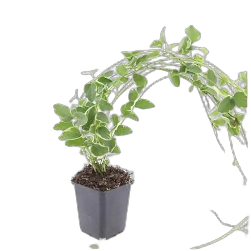 Vinca major 'Variegata' 10-25 cm pot 9 cm 6 stuks - Afbeelding 2