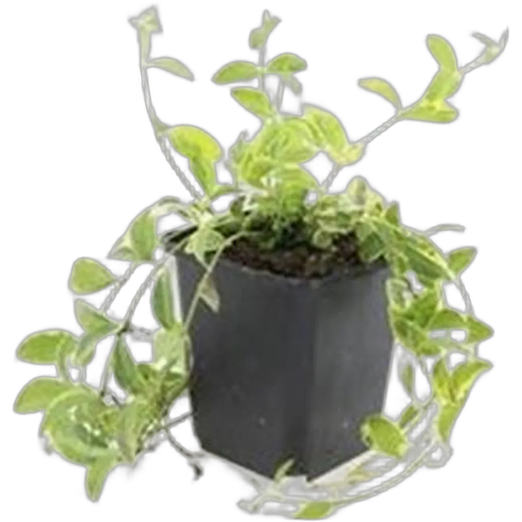 Vinca minor 'Aureovariegata' 10-25 cm pot 9 cm 6 stuks - Afbeelding 2